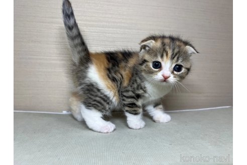 成約済の茨城県のスコティッシュフォールド(折れ耳)-110785の5枚目